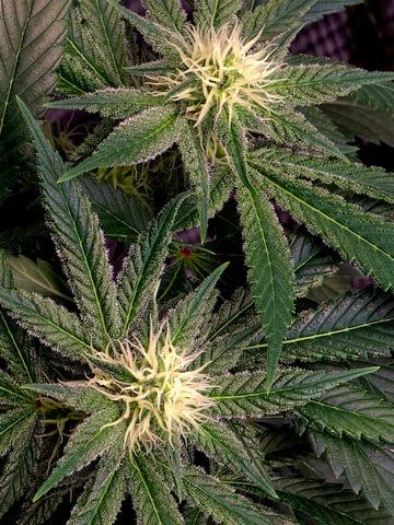 Dirty Bird - Thousand Island Fem & Platinum Kush Breath Remix x Grape Cakehead Fem Photo  — flower, day 81
