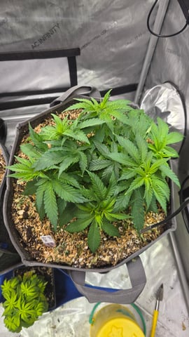 Original 1990 genetics  — vegetative, day 48