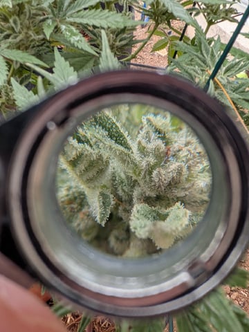 October Start — flower, day 124