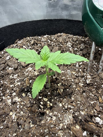 Gorilla Cookies 2nd Try
