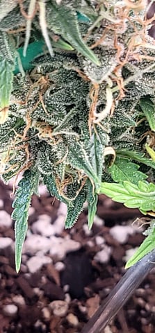 Number Two.  Lola — flower, day 93