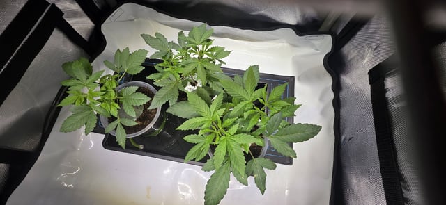 Girl Scout Cookies  — vegetative, day 37