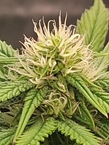 Free Seeds — flower, day 133