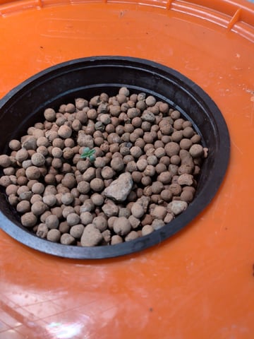 Heckin' Chonker — seedling_rooting, day 1