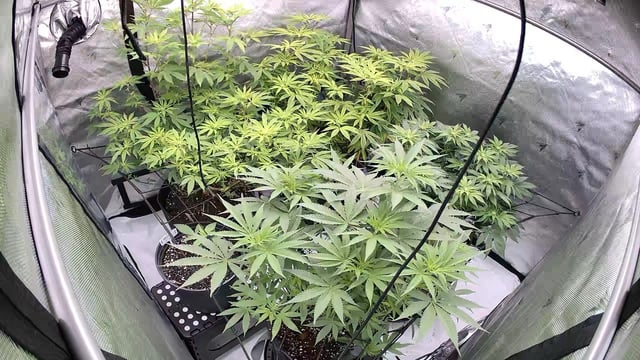 Gas Man #1 — flower, day 86