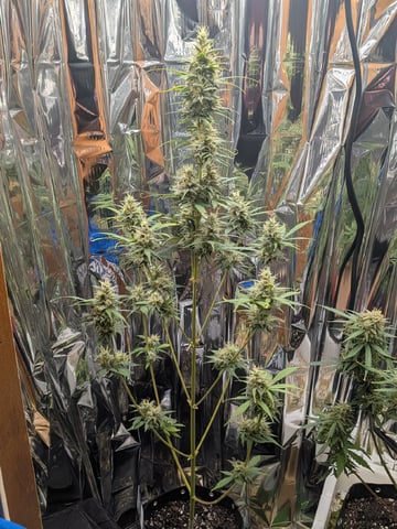 Zkittlez (Auto) — flower, day 95