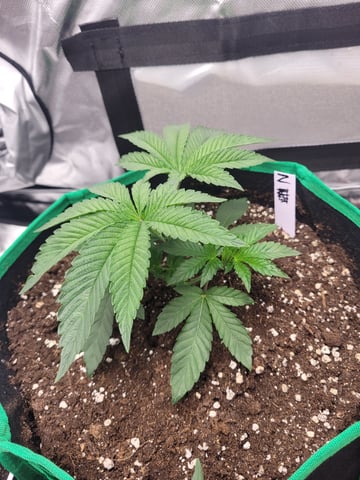 herbies free seed — vegetative, day 19