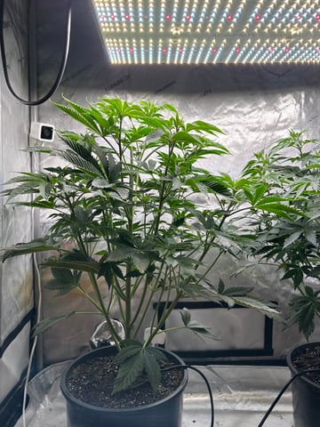 White Russian — flower, day 47