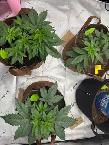 First Grow – Learning Every Day — vegetative, day 6