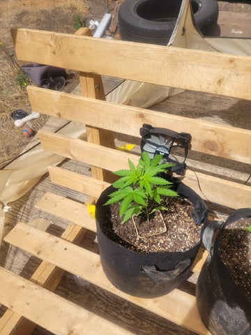 Clones And Hermie Seeds — vegetative, day 33