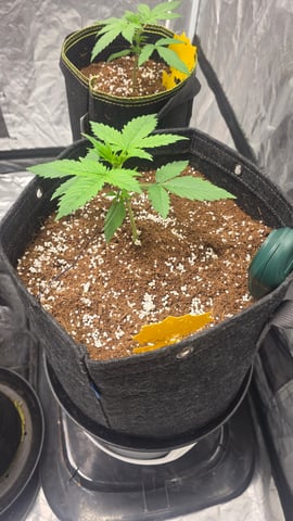 Grow #2 Thank You to All that helped guide me, offered advice, gave insight, or complimented progress. Now to apply some of what I learned the first go-round.  — vegetative, day 19