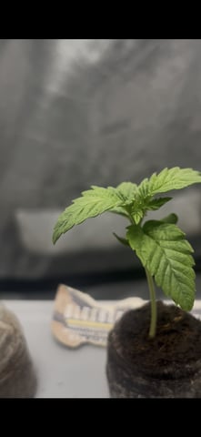 Humboldt Chicken N Wafflez — seedling_rooting, day 1