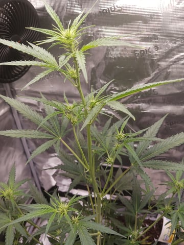 black gorilla feminized  — flower, day 15