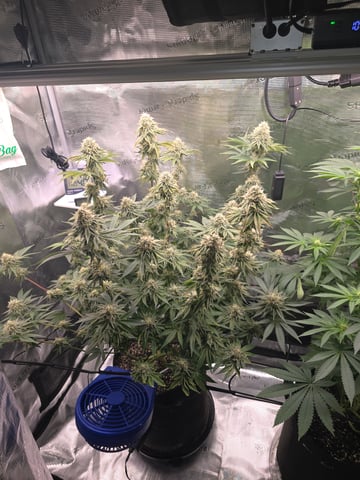 Northern lights #10 (Alaska) — flower, day 75