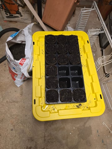 second year — germination, day 1