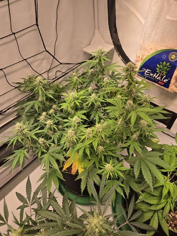 GDP auto 3X5 tent — flower, day 74