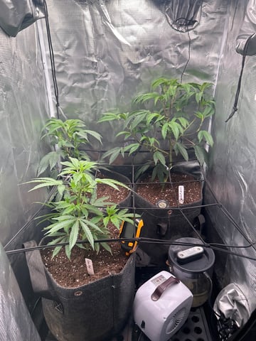 clones — vegetative, day 38