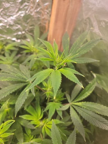 Ghetto Growing — none, day 44
