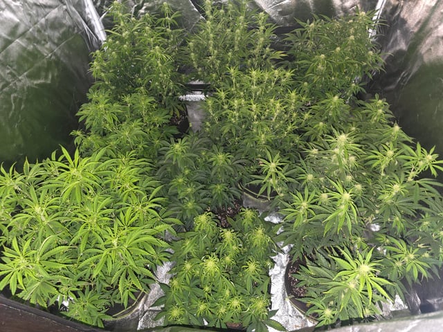 2nd Autoflower Indoor Grow — flower, day 52