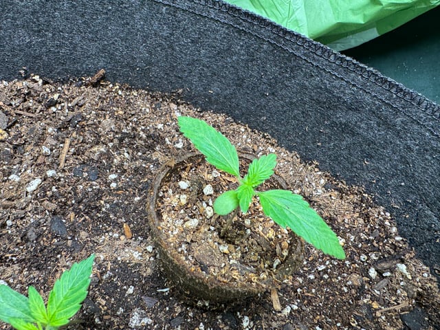 First grow — seedling_rooting, day 14