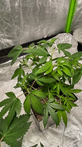Clones GodFather OG Clones — vegetative, day 20