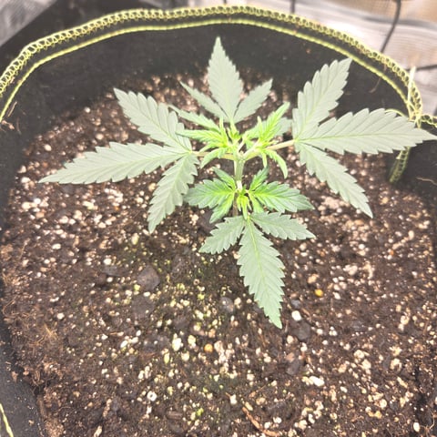 Purple Haze Auto — vegetative, day 25