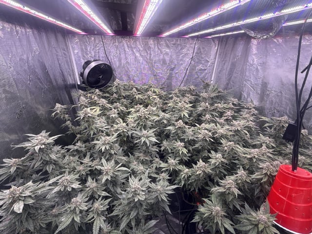 exotic genetix / beleaf cut white truffle  — flower, day 43