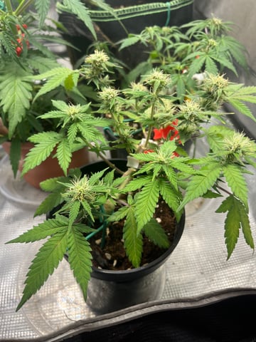 32oz Container Grow — auto, day 27
