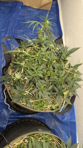 Double Smile And (Alien Vs Triangle X Strawberry Nuggets)