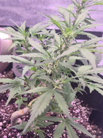 I'll get it right — flower, day 54
