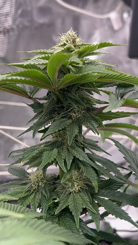 2025-26 harvest INDOOR — flower, day 118