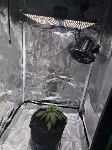Indoor — vegetative, day 21