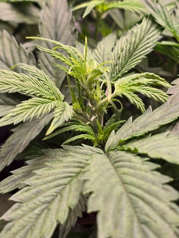 blue dream auto — vegetative, day 32