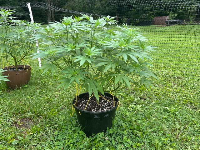 2026 Outdoor — vegetative, day 70