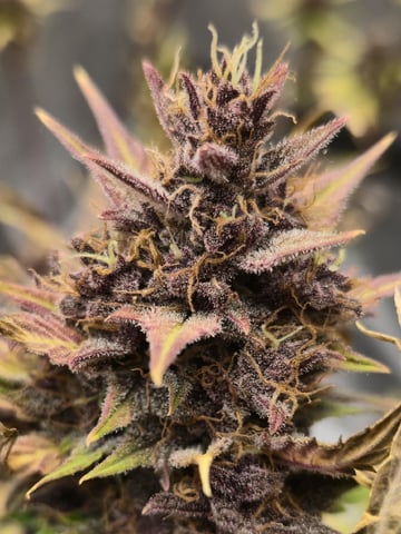 2nd Grow Lemon Cherry Cookies