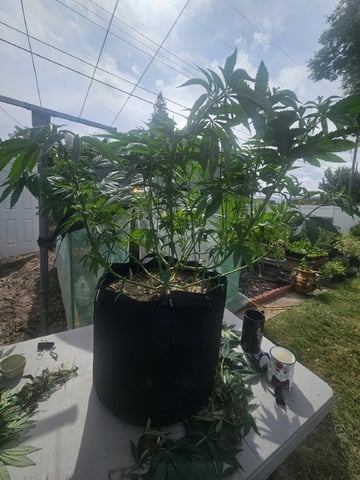 Sour Headies/OGBX1 — vegetative, day 13