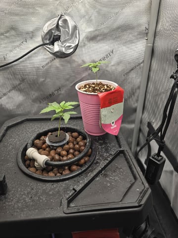 Barney's Farm - Cherry Popper — vegetative, day 10