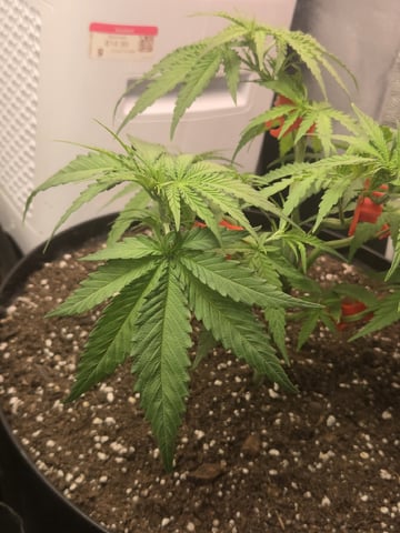 first grow second plant  — vegetative, day 39