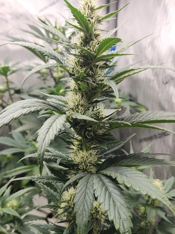 Rings of Saturn & Ghostboosters - Apollo Haze Artisanal Line — flower, day 48