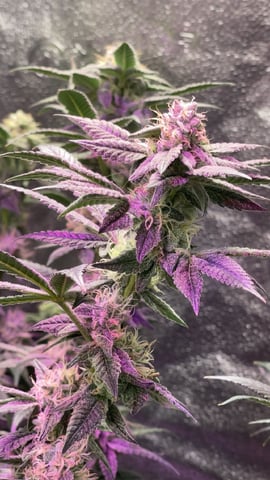 1st Ever Grow (Fat Bastard)(RDWC)  — flower, day 142