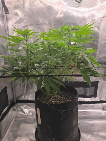 Northern lights #10 (Alaska) — flower, day 47