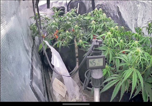 Homemade Seeds  — flower, day 55