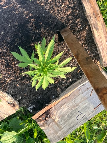 2026 — vegetative, day 2