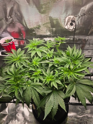 Northern lights #10 (Alaska) — flower, day 40