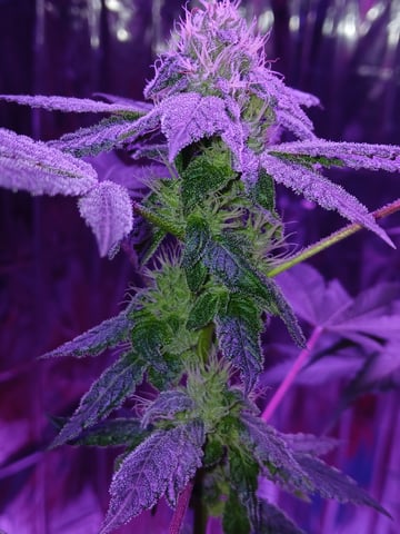 triangle kush  — flower, day 81