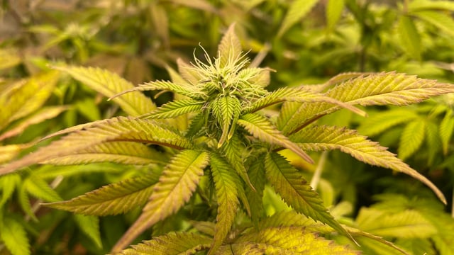 ❄️💚❄️WinterGrow❄️💚❄️ — flower, day 87