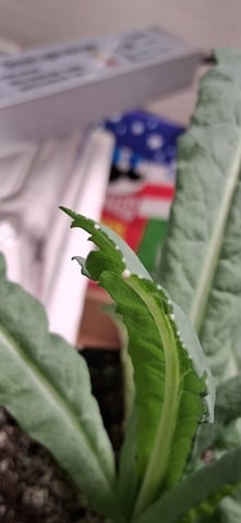 blueberry funk — vegetative, day 63
