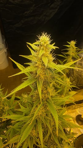 Grow #2 Thank You to All that helped guide me, offered advice, gave insight, or complimented progress. Now to apply some of what I learned the first go-round.  — flower, day 56