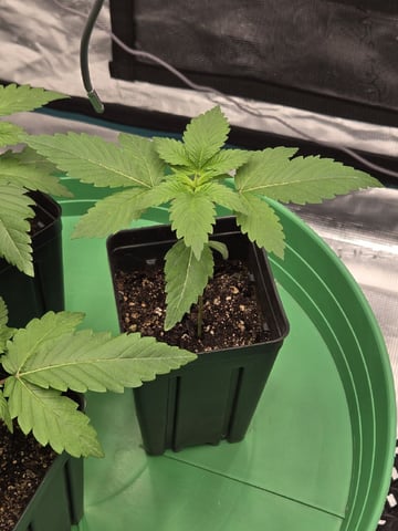  Insane OG — seedling_rooting, day 15
