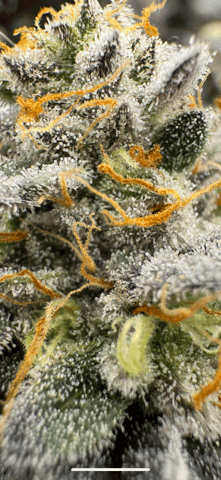 Master Kush RBX — flower, day 174